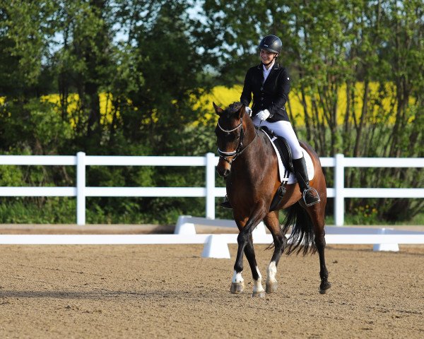 dressage horse Béla Bartók (Hanoverian, 2017, from Buckingham)