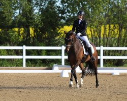 dressage horse Béla Bartók (Hanoverian, 2017, from Buckingham)