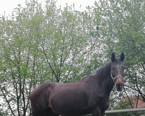 broodmare Caprice (Westphalian, 2004, from Cambridge)