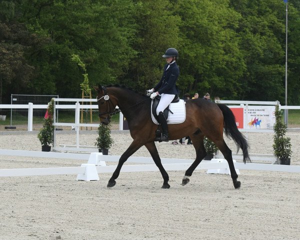 dressage horse Cornetto Hazelnut (Hanoverian, 2017, from Carridam) dressage horse Cornetto Hazelnut (Hanoverian, 2017, from Carridam)