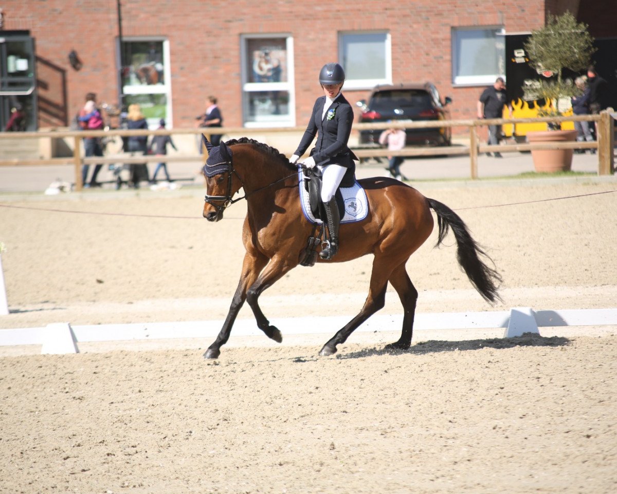 dressage horse Quotenk"nigs Sternchen (Westphalian, 2015, from Quotenkoenig 2)