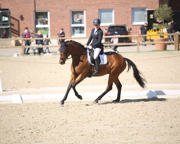dressage horse Quotenk"nigs Sternchen (Westphalian, 2015, from Quotenkoenig 2)