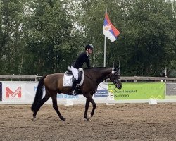 dressage horse Tommy (Hanoverian, 2014, from Tomahawk)