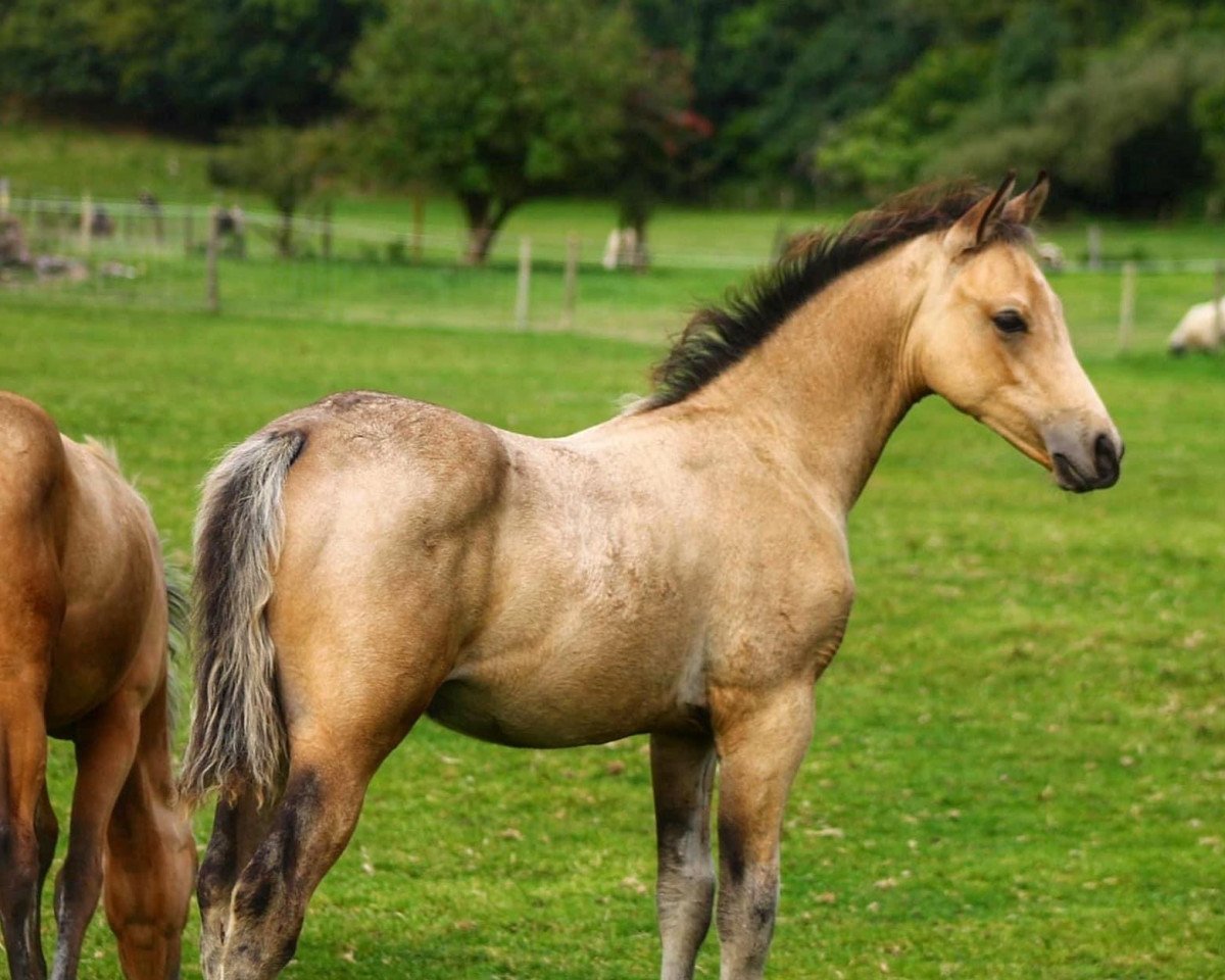 stallion Overflow Paddington (UK Pony, 2022, from Prometheus)