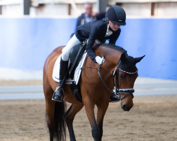 broodmare Freienfeldes Payper Flinder (German Riding Pony, 2012, from Nemax)