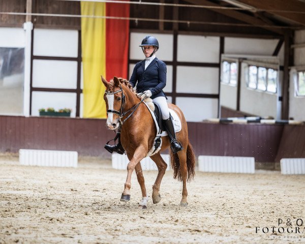 Dressurpferd Deep Ocean (Deutsches Reitpony, 2016, von Dankeschön)