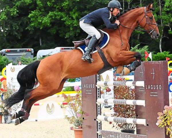 jumper Cyriac 2 (Württemberger, 2011, from Cassico)
