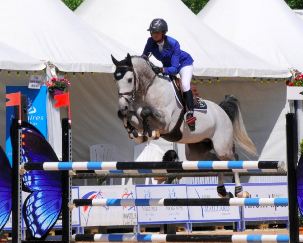 stallion Catapult du Ventel (Holsteiner, 2009, from Catoki)