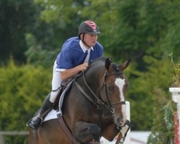 stallion Robin du Hamel (Selle Français, 2005, from Hurlevent de Breka)