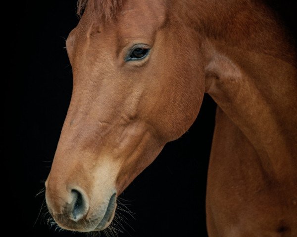 dressage horse Weltkugel (Oldenburg, 2014, from Bordeaux 28)