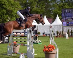 Springpferd Daytona (KWPN (Niederländisches Warmblut), 2012, von Dantos Hbc)