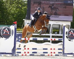 jumper Sherano Z (Zangersheide riding horse, 2015, from Solid Gold Z)