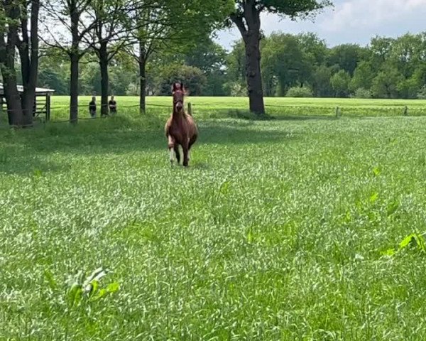 Video di Dimaggio Fox JM