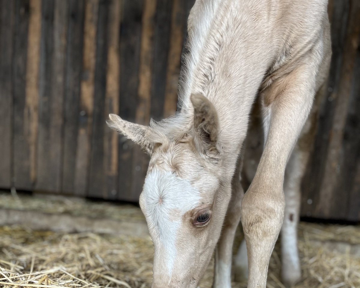 Pferd Cinderella Mk (Deutsches Reitpony, 2023, von Cadlanvalley Sir Ivanhoe)