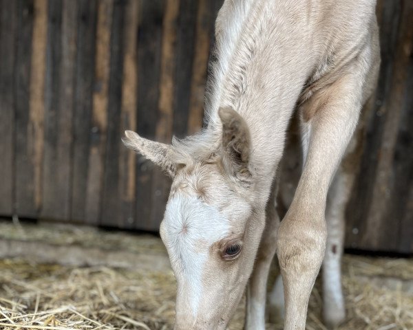 horse Cinderella Mk (German Riding Pony, 2023, from Cadlanvalley Sir Ivanhoe)