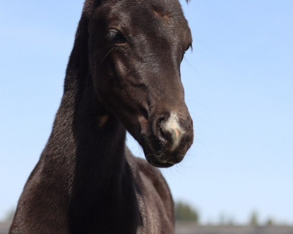 horse Diarados Dior (Westphalian, 2023, from Duplexx)