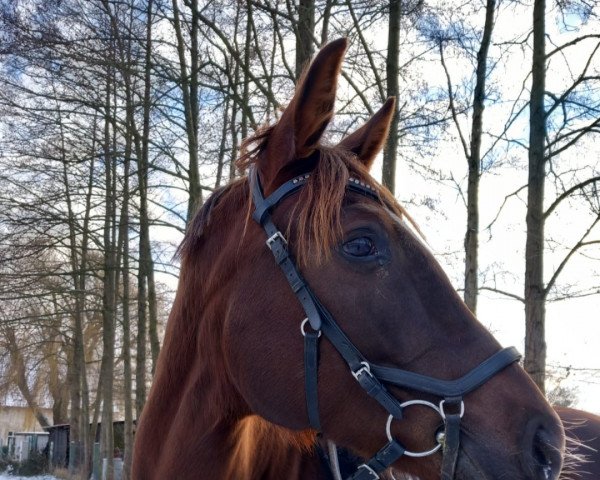 Springpferd Golden Queenfly Aj (Deutsches Sportpferd, 2018, von Chacfly PS)