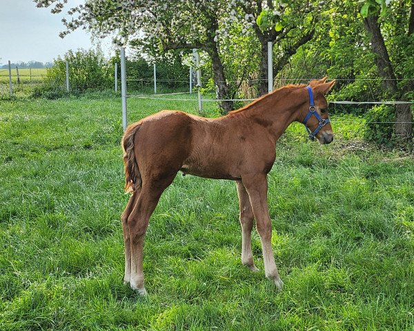 stallion Captain Sausewind (Holsteiner, 2023, from Cascadello)
