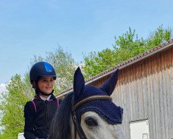 Dressurpferd Morante 2 (unbekannt, 2017)