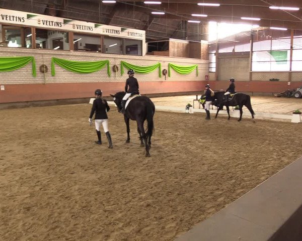 Reitturnier Hellefeld 2023