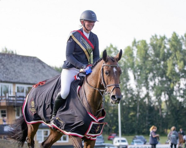 Springpferd Billy Marionette (Anglo Europäisches Sportpferd, 2015, von Cevin Z)