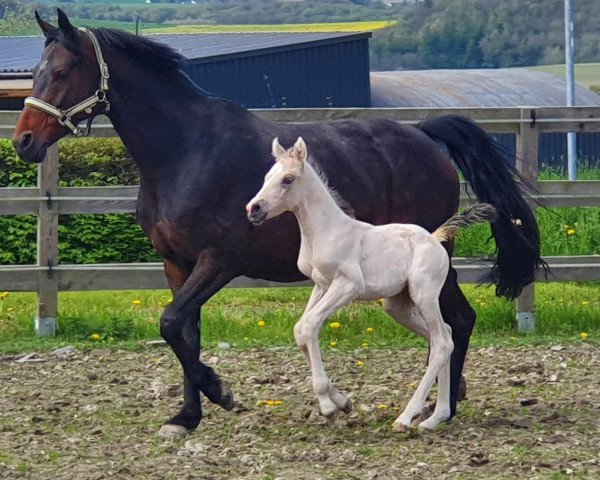 horse Glossy Delight (German Riding Pony, 2023, from Gold Garant)