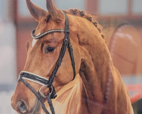 Dressurpferd Flavius 62 (Hannoveraner, 2017, von Franziskus FRH)