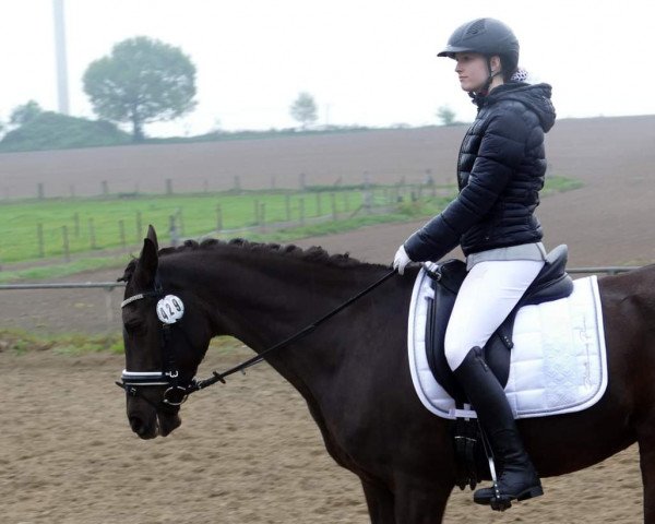 horse Fiadora (Portuguese Sporthorse, 2001)