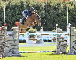 jumper Billy Tudor (anglo european sporthorse, 2011, from Cevin Z)