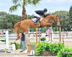 jumper Billy Amber (anglo european sporthorse, 2010, from Billy Congo)