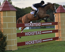 jumper Billy Kat (anglo european sporthorse, 2011, from Billy J J)