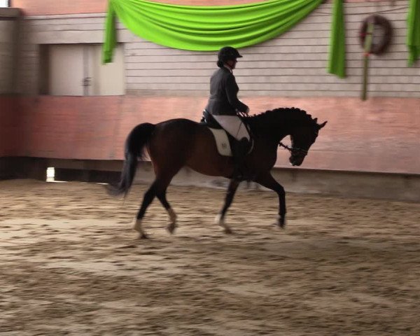 Reitturnier Hellefeld 2023