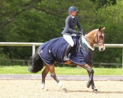 Springpferd Billy Olga (Anglo Europäisches Sportpferd, 2014, von Billy Congo)