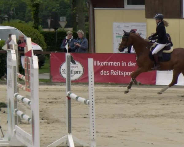 Reitturnier Everswinkel 2023