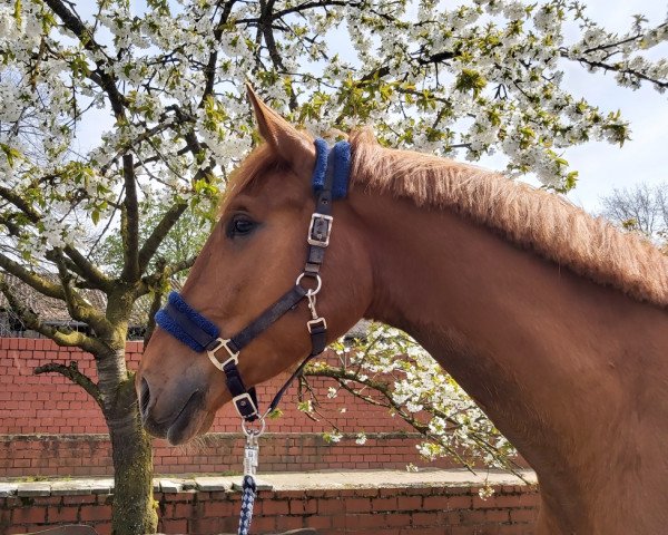Pferd Sir Seven Stone K (Westfale, 2020, von Selectric)