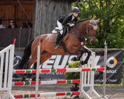 jumper Infinity II CH (Swiss Warmblood, 2016, from Centesimo II)