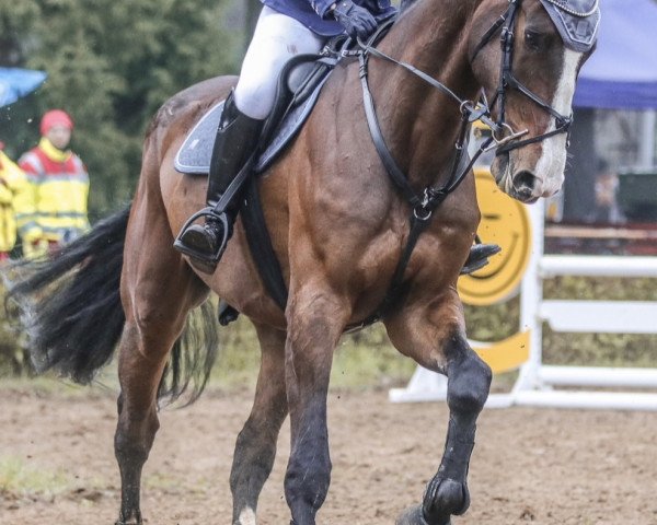 Springpferd Camigo Rigo (Holsteiner, 2012, von Chin Champ) Springpferd Camigo Rigo (Holsteiner, 2012, von Chin Champ)