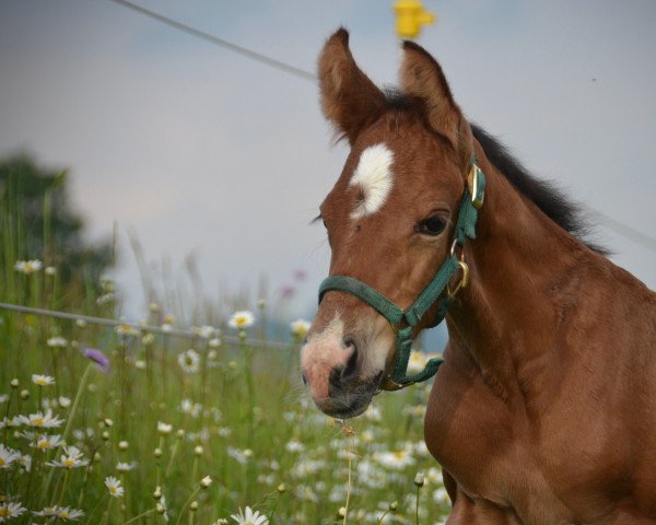 horse Crosby von Herzwil CH (Swiss Warmblood, 2023, from Croesus)