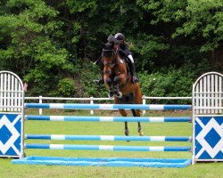 jumper Partner Heraldik (Hanoverian, 2006, from Plural)