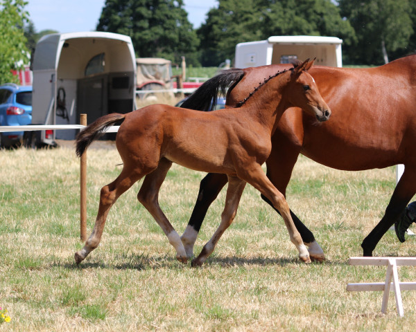 Pferd Donnalottchen (Westfale, 2022, von Diathago)