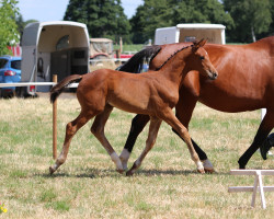 Pferd Donnalottchen (Westfale, 2022, von Diathago)