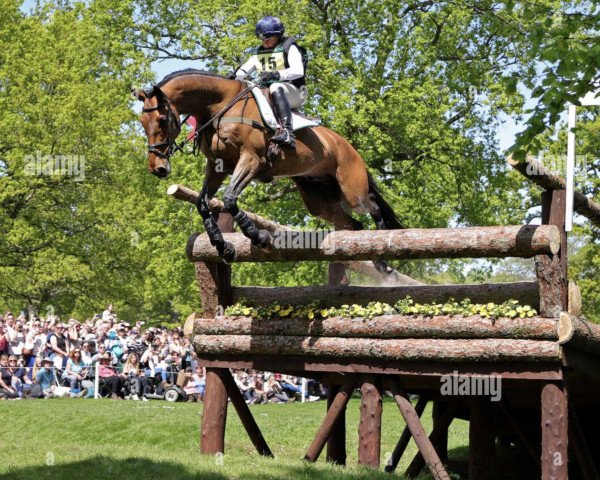 jumper Billy Walk On (anglo european sporthorse, 2009, from Billy Mexico) jumper Billy Walk On (anglo european sporthorse, 2009, from Billy Mexico)