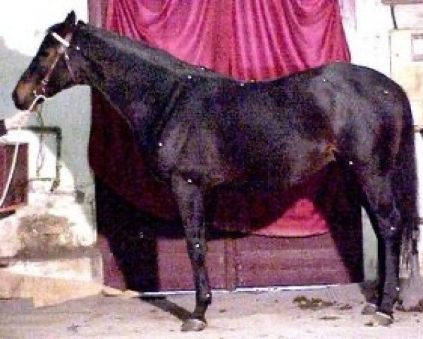 Stallion Bulington xx (English Thoroughbred, 1992, from Sicyos xx)
