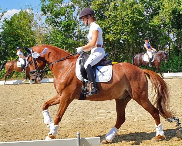 dressage horse Diamant 600 (German Riding Pony, 2014, from Dreidimensional AT NRW)