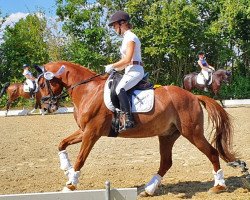 dressage horse Diamant 600 (German Riding Pony, 2014, from Dreidimensional AT NRW)