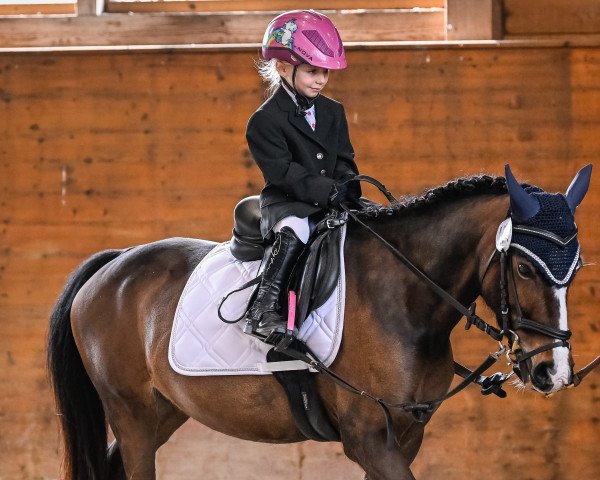 Dressurpferd Stella Lxviii (Welsh Pony (Sek.B), 2015, von Unbekannt Pony)