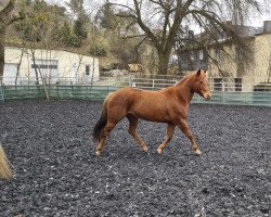 broodmare Top Sparkling Star (Quarter Pony, 2015, from Sharp Dressed Shiner)