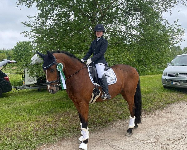 dressage horse De Candero (Bavarian, 2005, from Da Lisco) dressage horse De Candero (Bavarian, 2005, from Da Lisco)