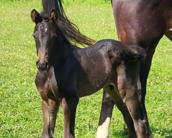 horse Morello B (Oldenburg, 2023, from Moreno)