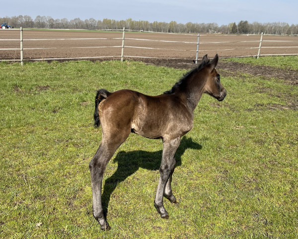Pferd Hennessy (Oldenburger Springpferd, 2023, von HICKSTEAD WHITE)